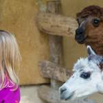 Alpaka mit Kind im Zoo Salzburg Hellbrunn